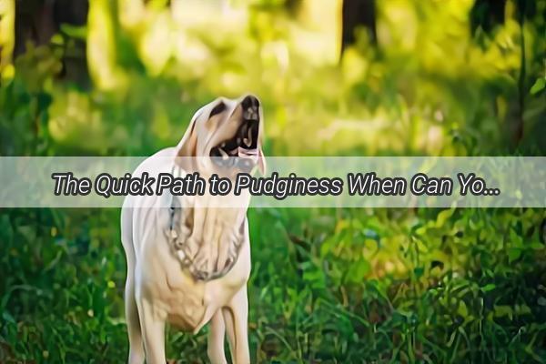 The Quick Path to Pudginess When Can Your Pooch Start Chowing Down PostDeWorming